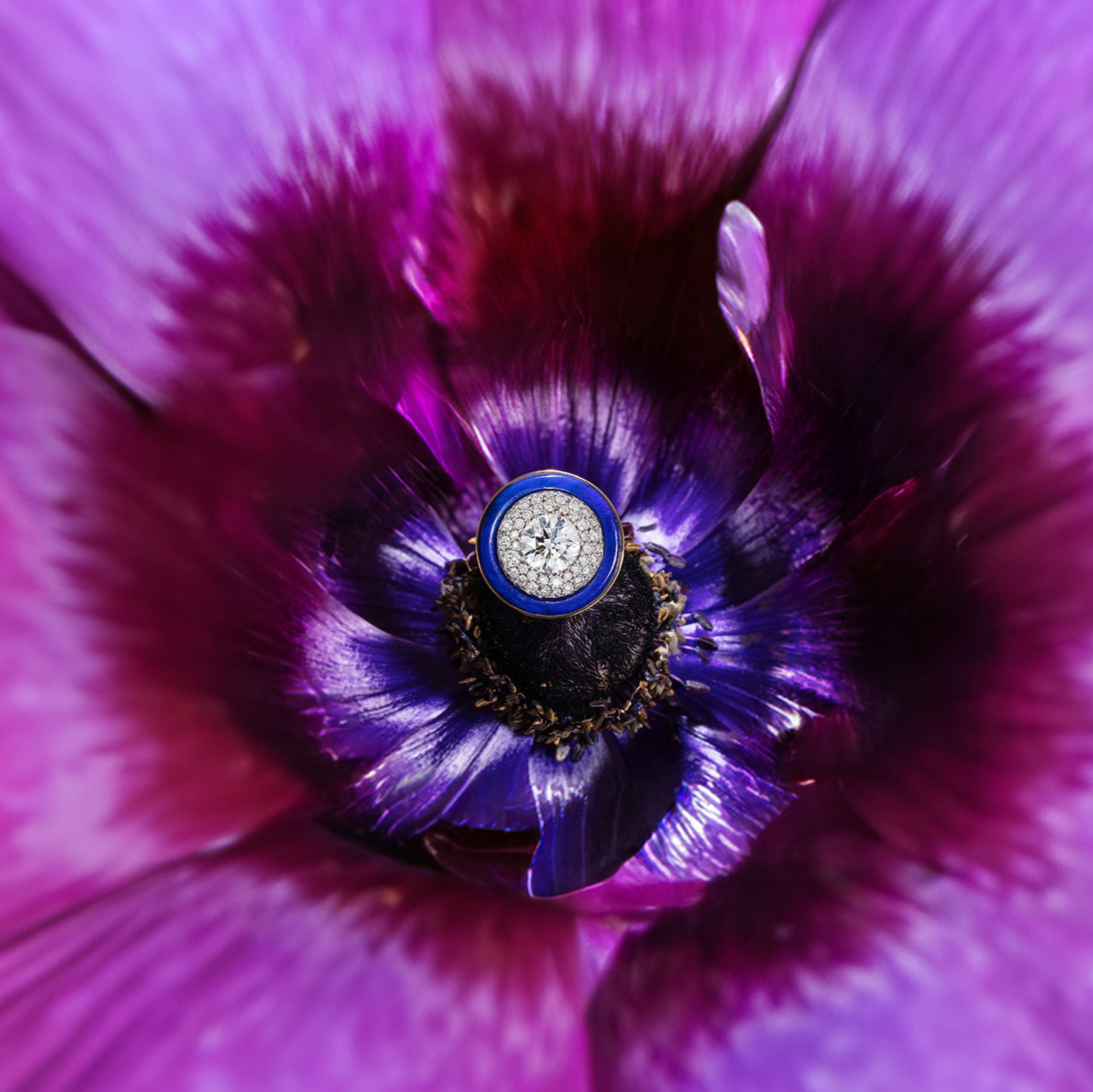Close-up of a purple flower with a lapis mosaic diamond ring by Isabella Roux